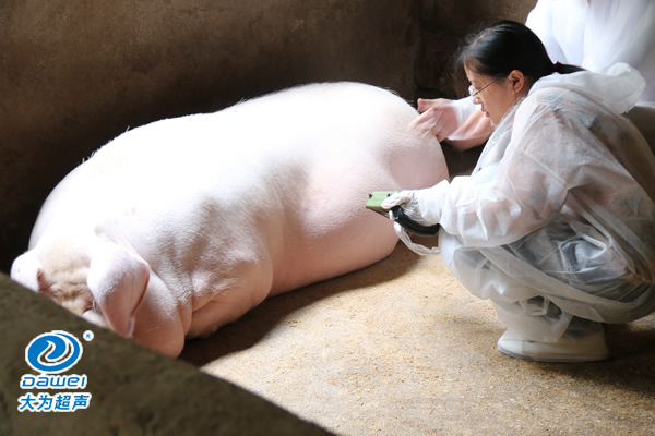 獸用B超機(jī),獸用b超,獸用孕檢B超,母豬驗孕儀,豬用驗孕儀,豬用b超