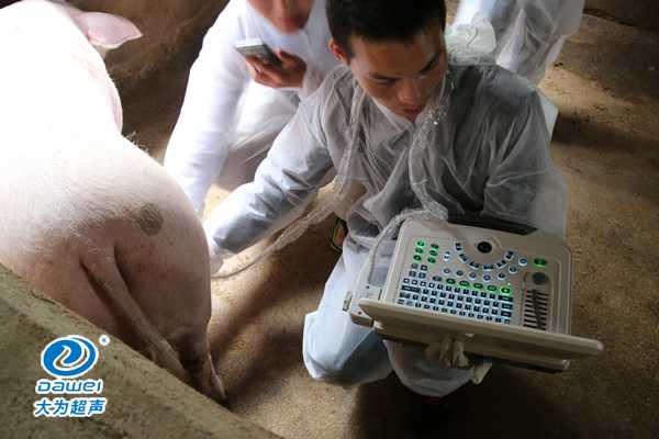 養豬場給母豬驗孕