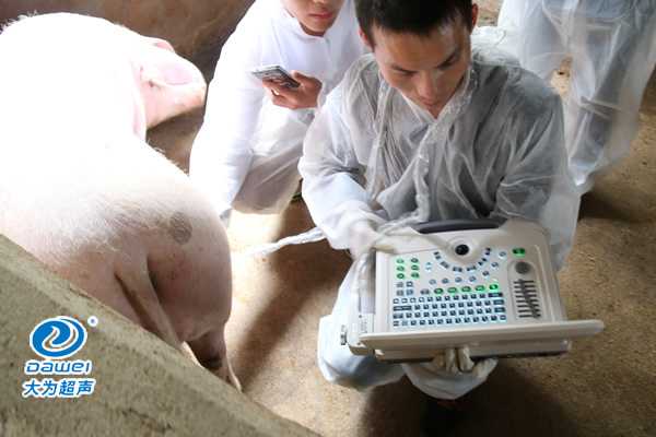 養豬場給母豬驗孕