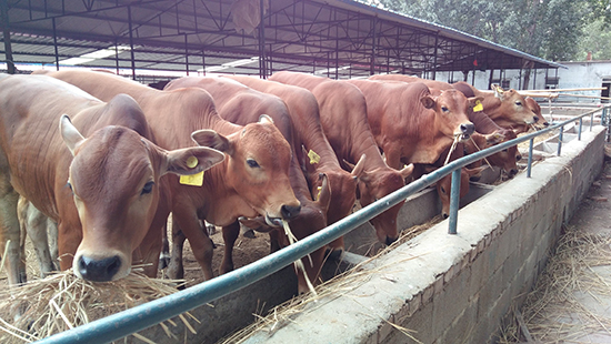 怎樣購買一臺性能好的獸用B超呢?