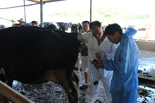 獸用B超機現場操作圖